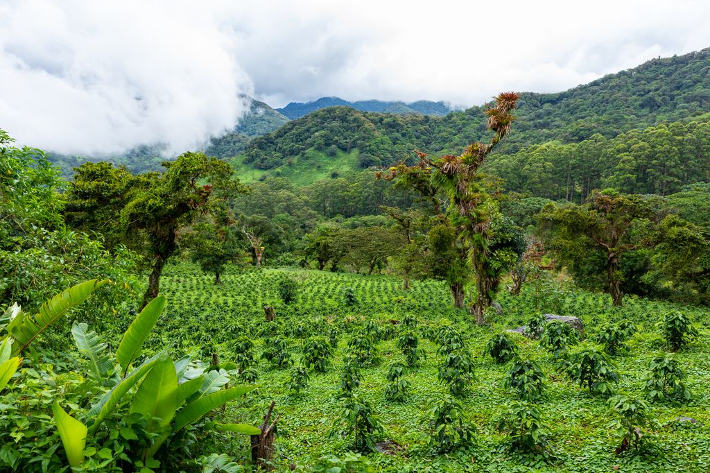 A coffee plantation in Boquete, Panama.
