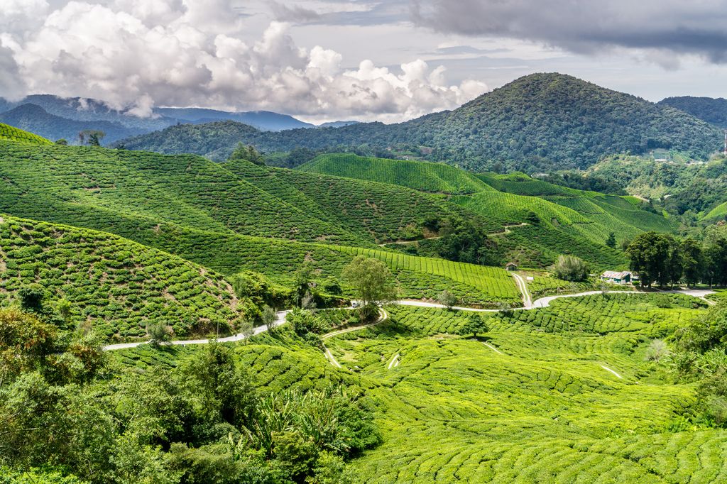 Mt. Brinchang in Cameron Highlands, Malaysia.
