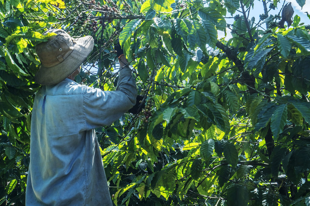 A man in denim top and a hat picking coffee beans from a tree in Dalat, Vietnam.