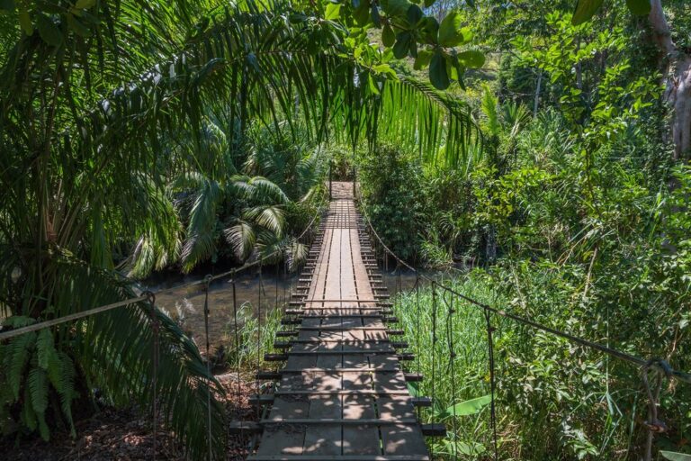 A suspended bridge in a rainforest in Costa Rica