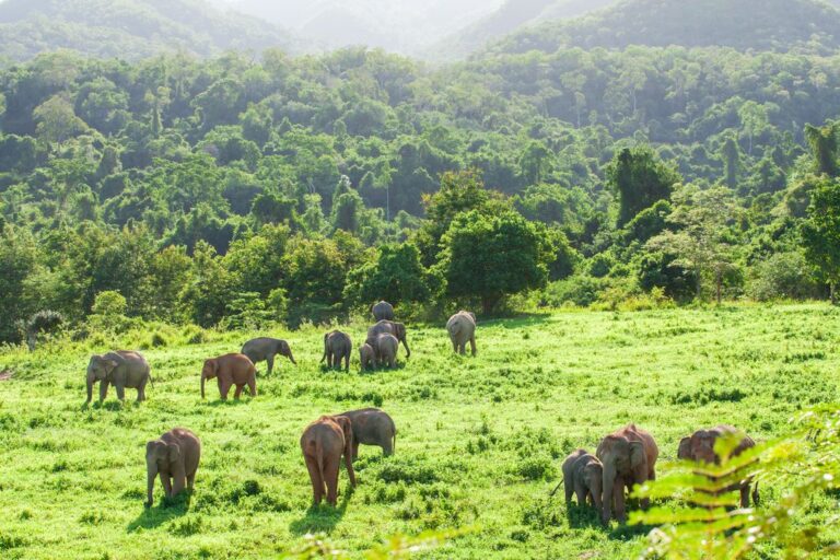 A herd of elephants at the Kui Buri National Park near Hua Hin, Thailand.