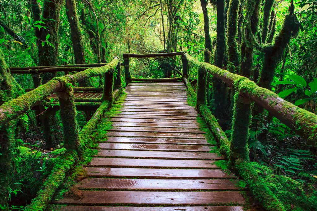 A wet wooden bridge in a forest during the rainy season in Thailand.
