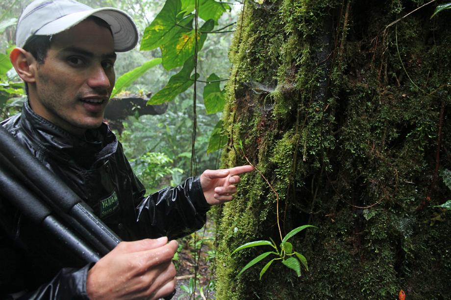 A guide points to a tree covered in moss, thriving in the damp, misty air of Monteverde’s cloud forest on a rainy day, Costa Rica