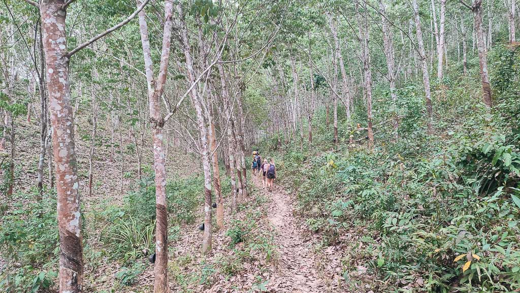 People hiking in a forest in Nong Khiaw.