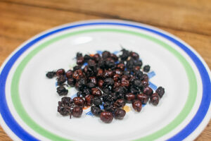A Colombian Delicacy: Giant Fat-Bottomed Ants