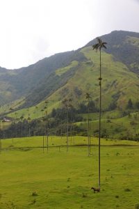 The World’s Tallest Palm Trees: Surreal And Unbelievable