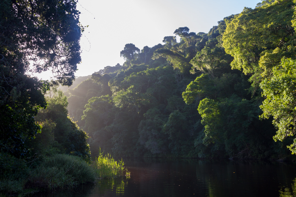 Green forest around a quiet creek in Wilderness National Park
