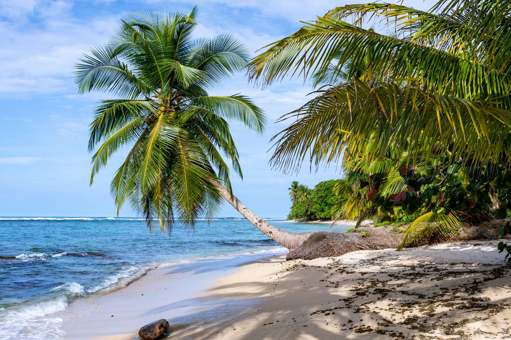 Palm trees at the beach at Bastimentos Island, Bocas del Toro.