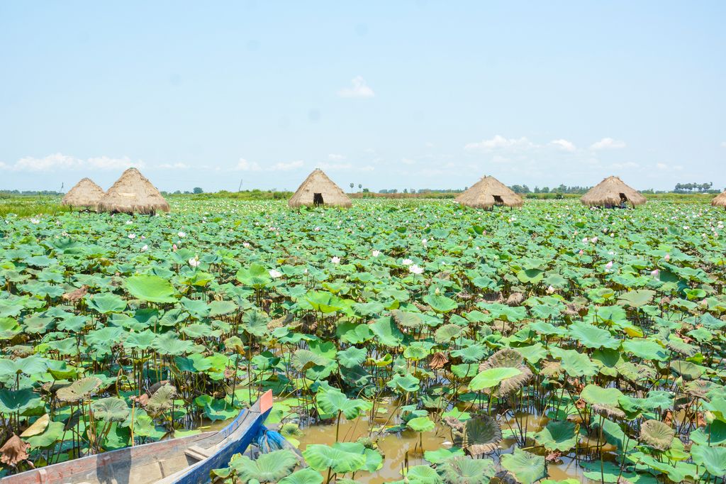 A lotus flower farm with huts in Siem Reap, Cambodia.