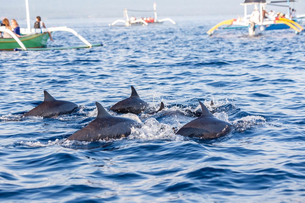 Dolphins and boats on the sea in Lovina, Bali, Indonesia.