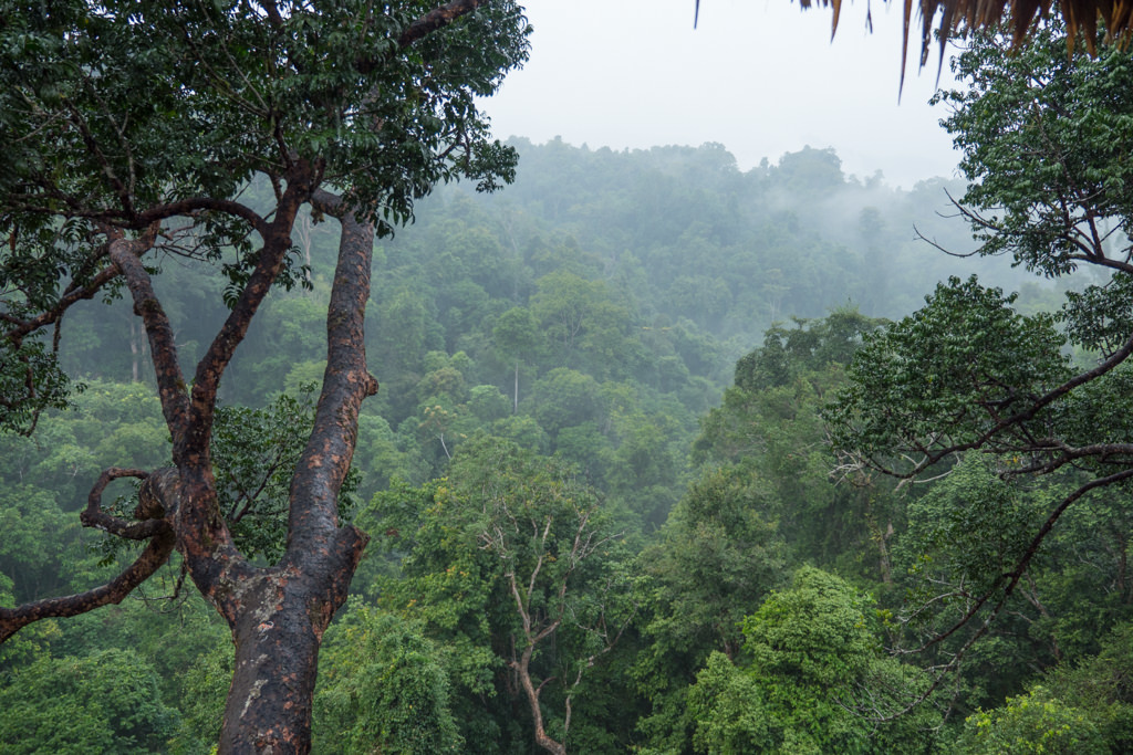 A misty forest in Laos.