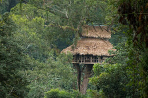Flying Through the Trees Like a Monkey at the Gibbon Experience