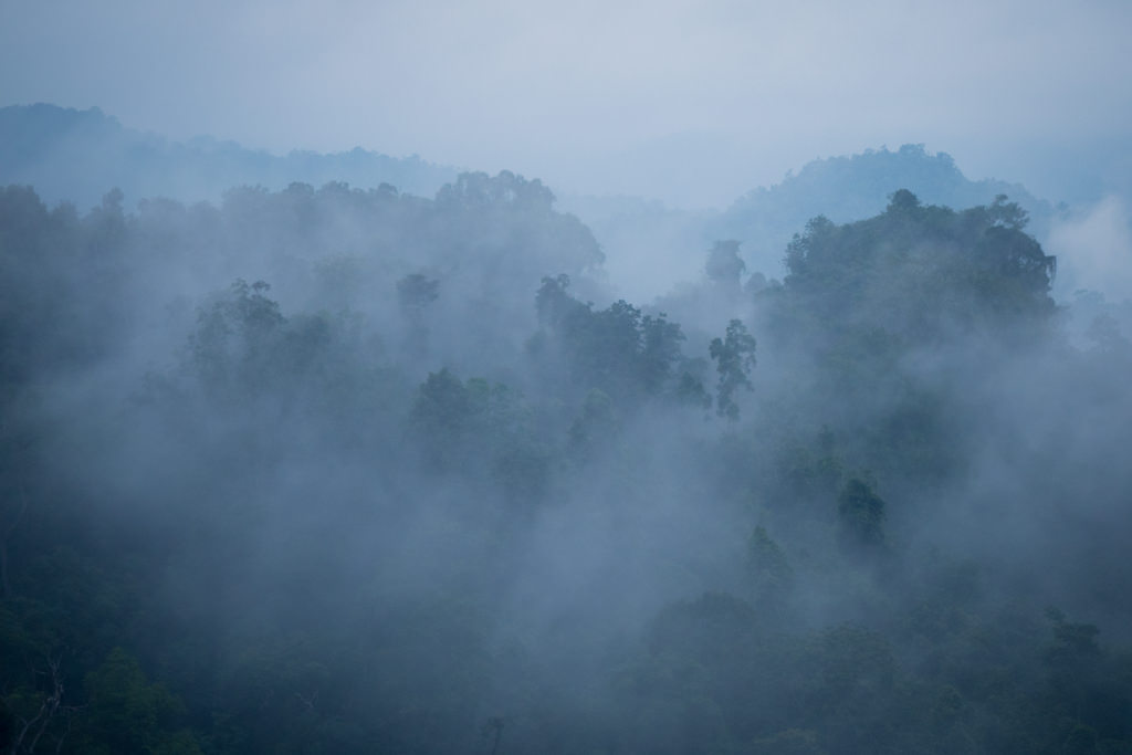 A cloudy, dark forest in Laos.
