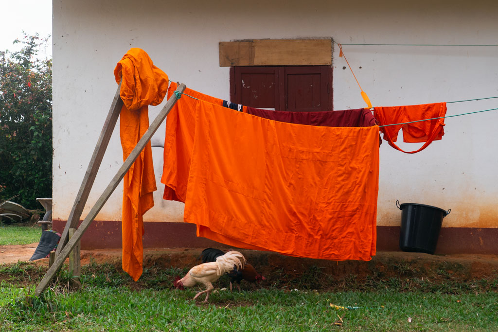 A chicken, and fabrics and clothes hanging on a clothes line, outdoors.