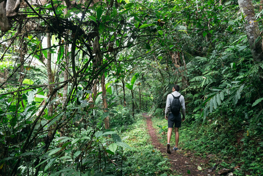 A person with a backpack hiking in a forest in Luang Namtha, Laos.