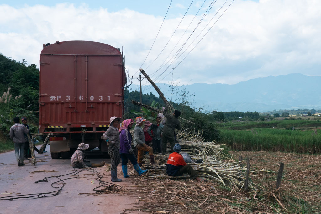 Men harvesting bamboo and putting them in a truck.