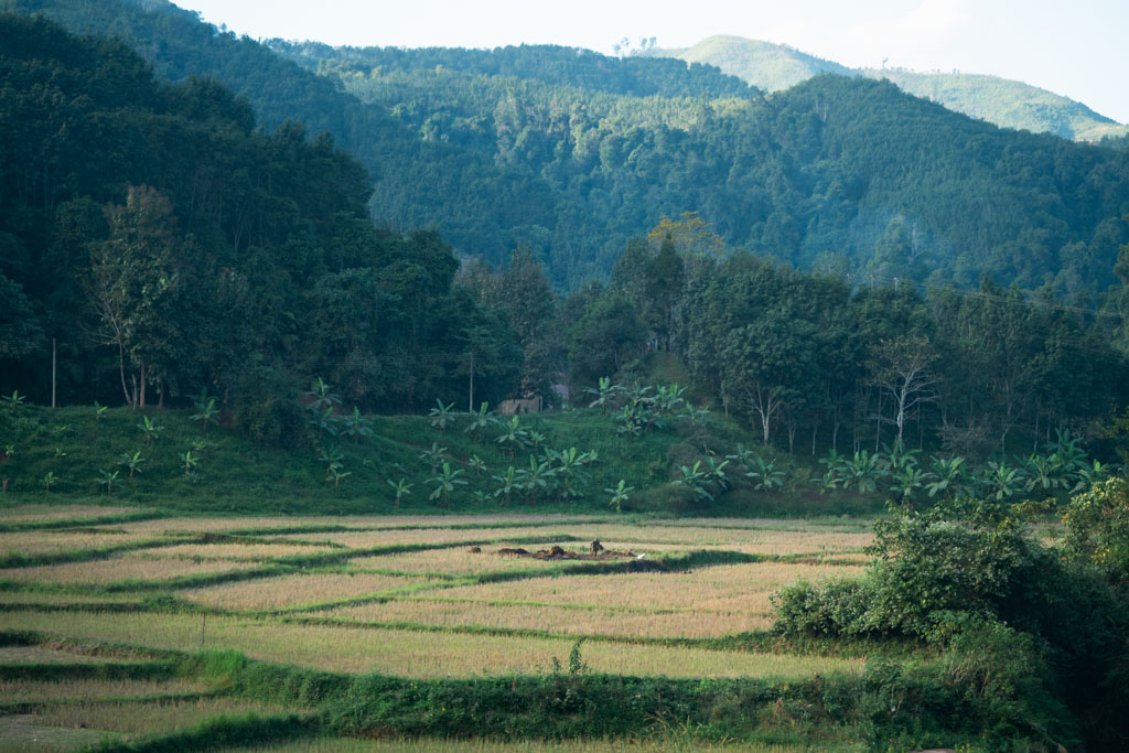 Rice fields on a mountain in Luang Namtha, Laos.