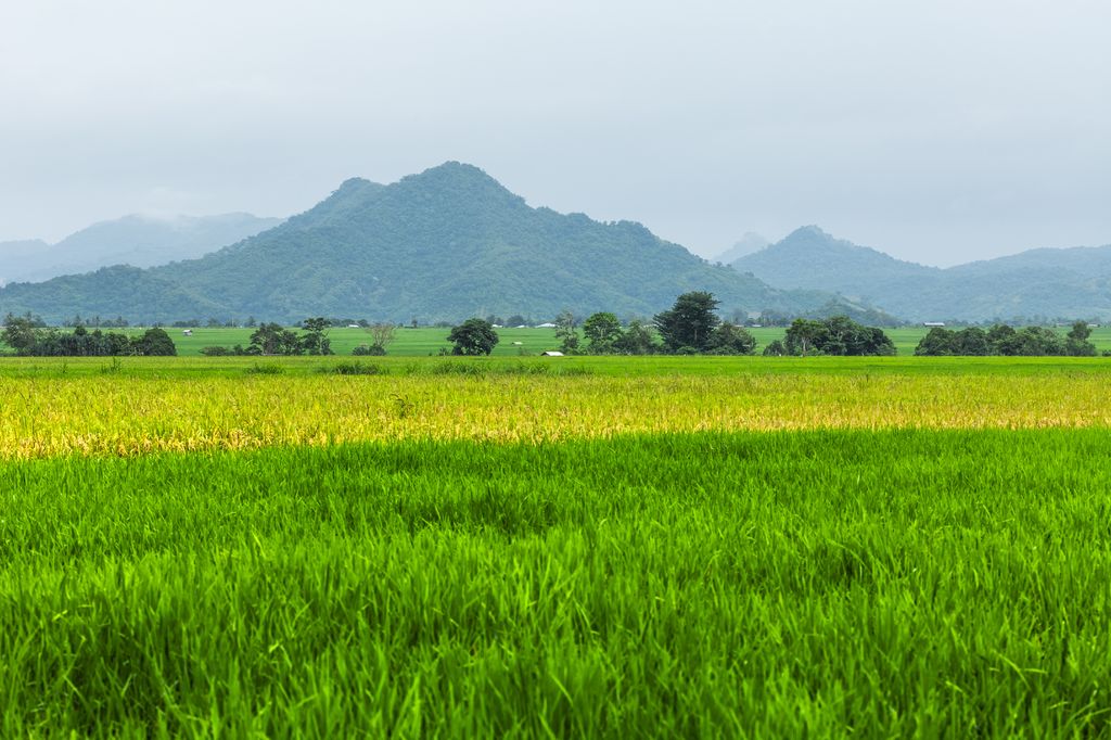 Rice fields in Flores, Indonesia with mountains behind it.