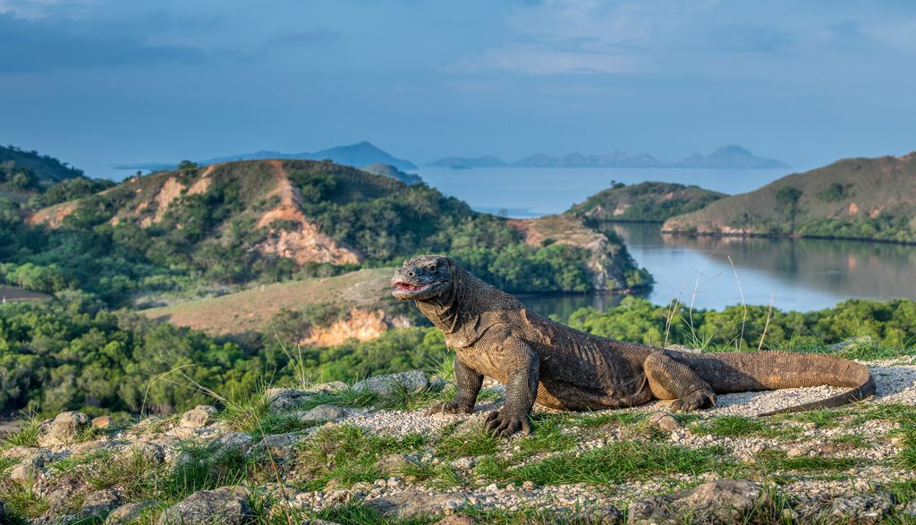 A Komodo Dragon crawling on land on Rinca Island, Komodo National Park in Flores, Indonesia.