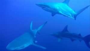 Shark Diving (Without a Cage!) at Protea Banks