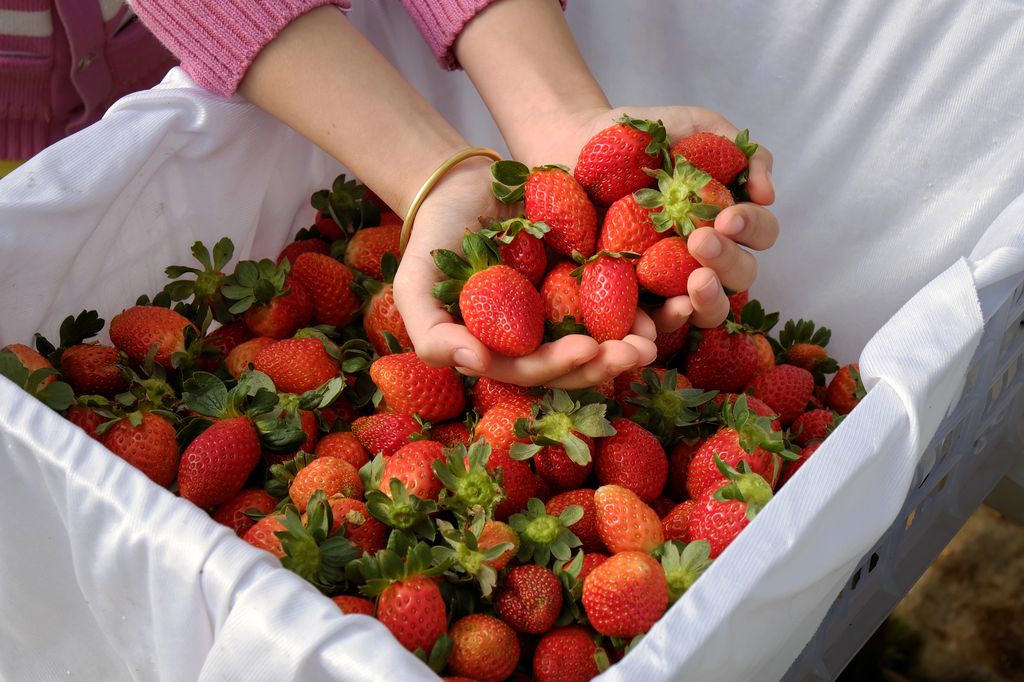 A person's two hands holding strawberries from a box.