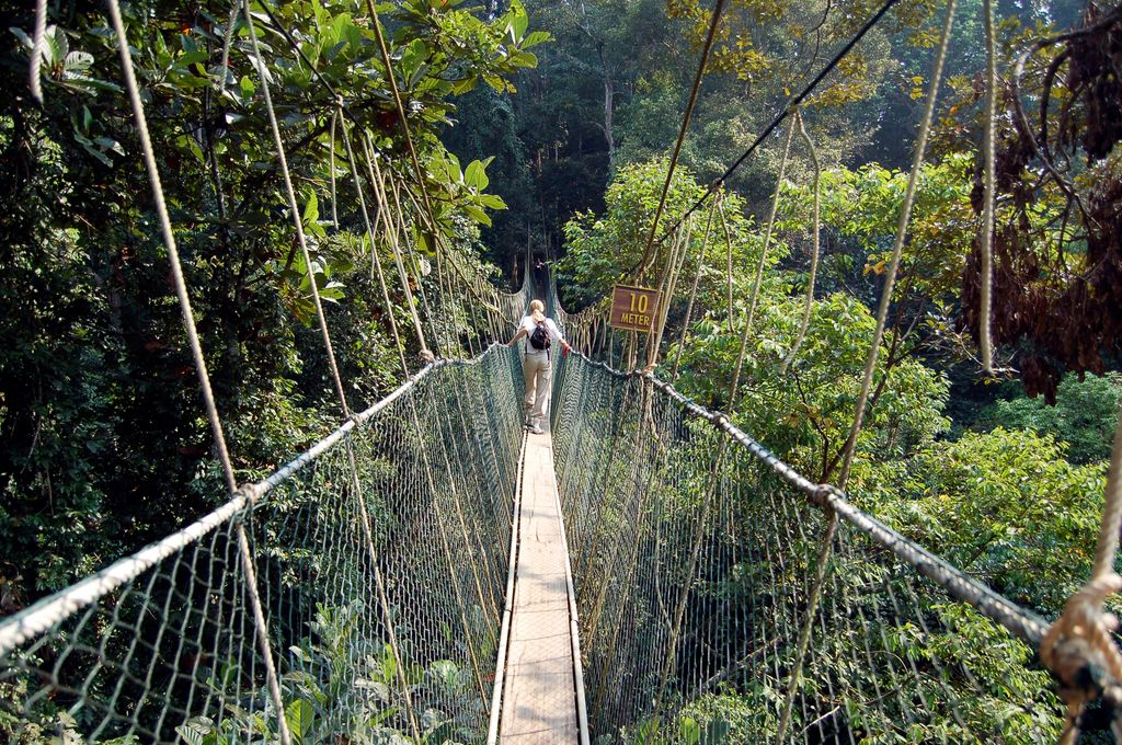 A person facing backwards walking on a hanging bridge, Taman Negara canopy walkway Malaysia.