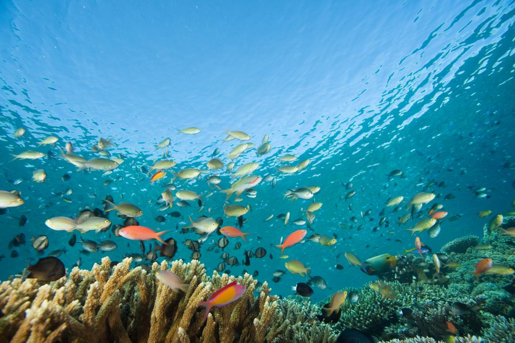 Fishes swimming underwater Sipadan Island, Malaysia.